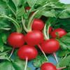 Semi Champion Ravanello 200 + Organic 28 Days to Collect Large & Crisca Non-Egm view 1