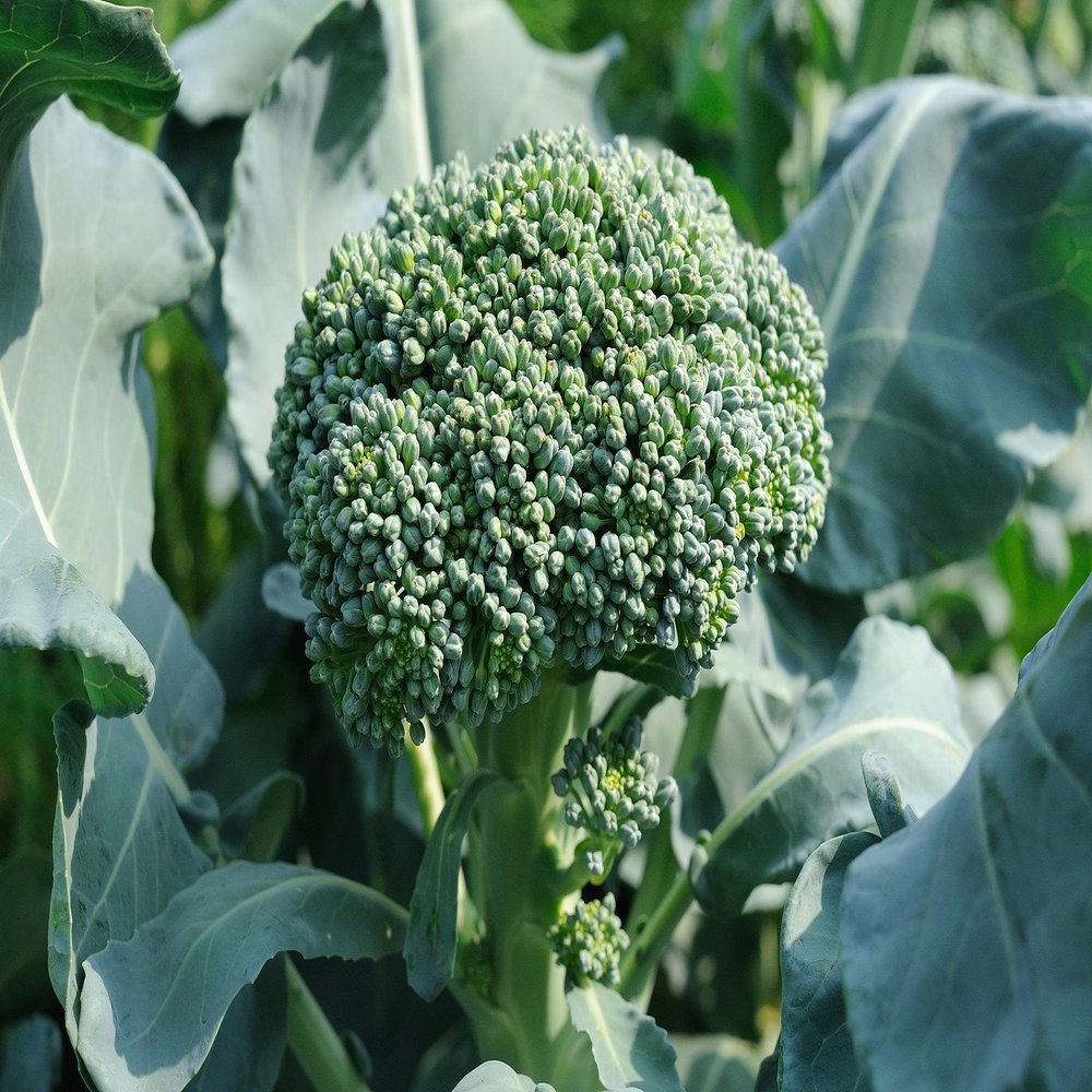 50 semi Broccoli Waltham 29 Vegetable