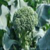 50 semi Broccoli Waltham 29 Vegetable view 1