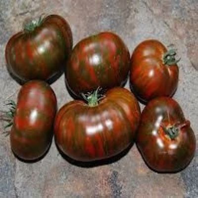 30 Chocolate stropes of Tomatoes 2018