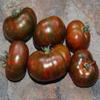 30 Chocolate stropes of Tomatoes 2018 view 1