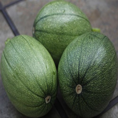 20 Tatume Squash 2018 (All Non-ogm semi-cimel Vegetable!)