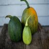 20 Tatume Squash 2018 (All Non-ogm semi-cimel Vegetable!) view 3