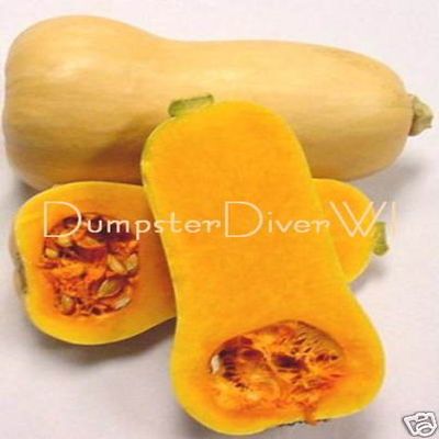 Organic Butternut Waltham Squash 25 + semi Sweet Buttery Non-SOCM Long Conservation