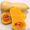 Organic Butternut Waltham Squash 25 + semi Sweet Buttery Non-SOCM Long Conservation view 1