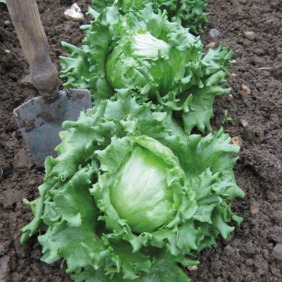100 + Hansson Improved crisphead Lettuce usseeds Organic Salad Green/Autumn