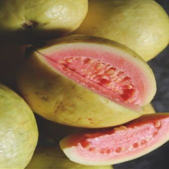 5 Pink Guava Semi Tasty Dolce Fruit le