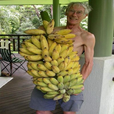 10 Semi Banan Biological Fruit - Musa Acuminata Nano Herb USA - BKSEEDS