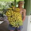 10 Semi Banan Biological Fruit - Musa Acuminata Nano Herb USA - BKSEEDS view 1