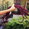 10 Multi -Color Pieces Bean SANI SANI Organic ORTHAGES, Natural Growth for The Garden House Very Delicious Brava Tasty 9 view 3