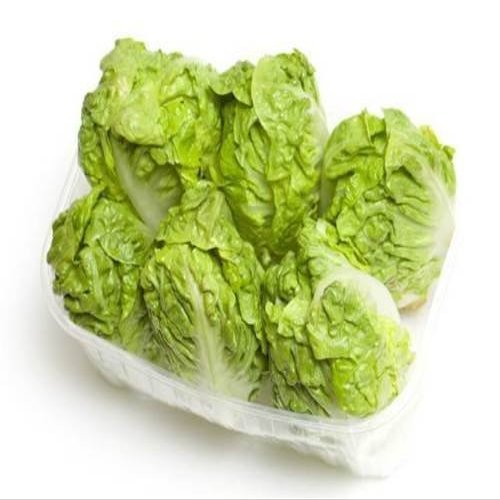 10 Iceberg 2018 Lettuce (not GMO Vegelio Vegetable Cimelium!)