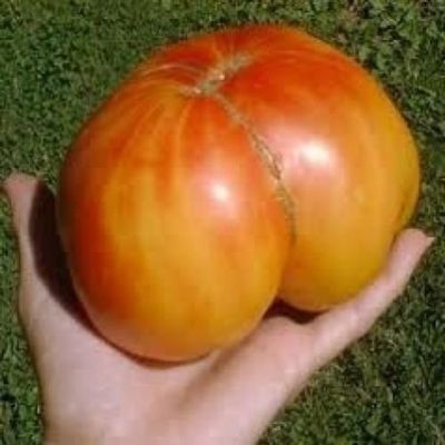 30 Old Semi German Cimelio di Tomato 2018 (Non GMO Semi -cimel Vegetable!)