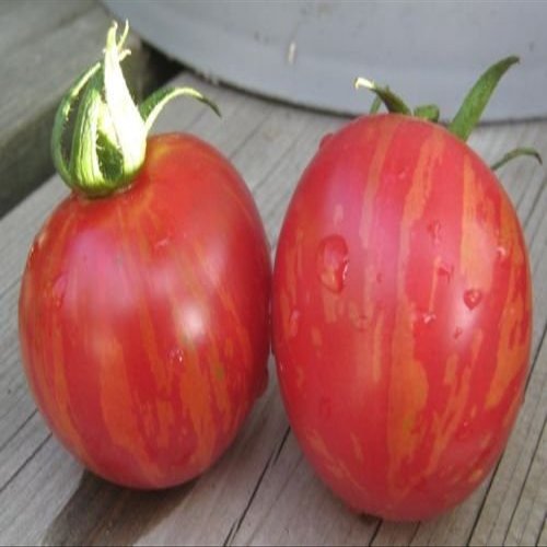 30 Pink Vernissage Pomodoro 2018 (All Non-ogm semi-cimel Vegetable!)