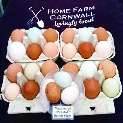 Fertile Chicken Hatching Eggs (10)