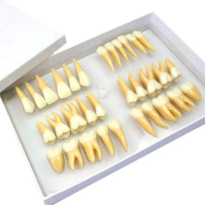 2.5 Times Dental Teeth Model Two-color Tooth Structure Model Dentist Standard Tooth Teaching Tools Dental Carving