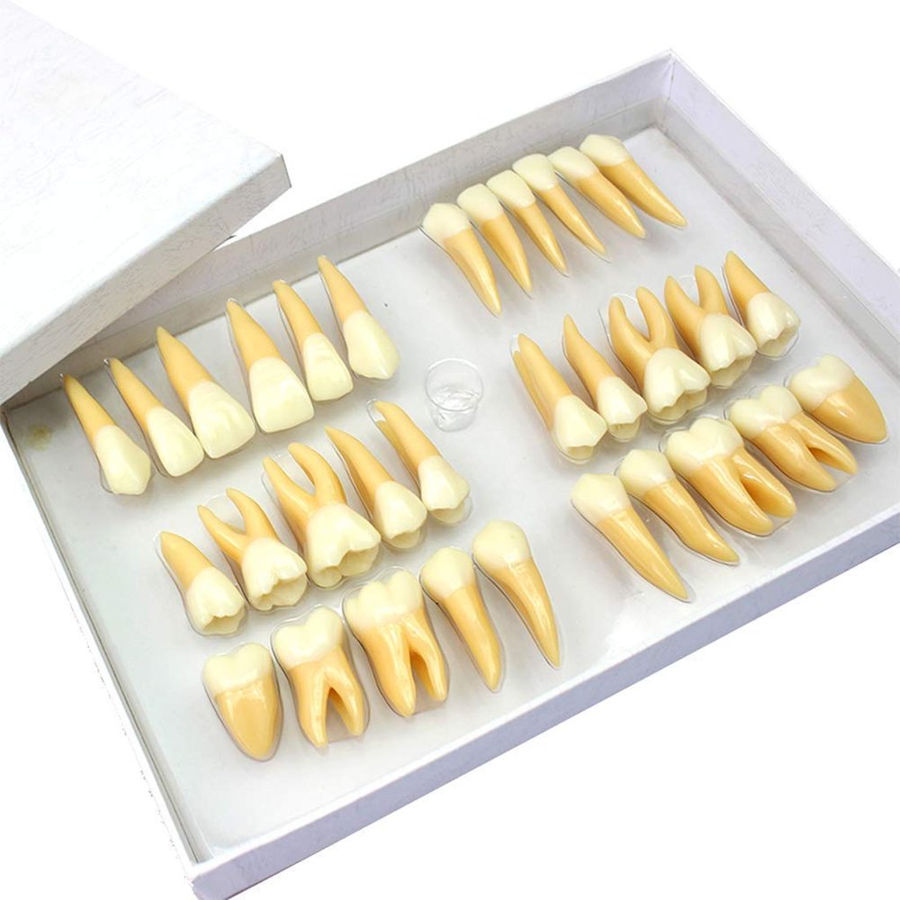 2.5 Times Dental Teeth Model Two-color Tooth Structure Model Dentist Standard Tooth Teaching Tools Dental Carving