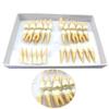 2.5 Times Dental Teeth Model Two-color Tooth Structure Model Dentist Standard Tooth Teaching Tools Dental Carving view 2