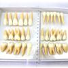 2.5 Times Dental Teeth Model Two-color Tooth Structure Model Dentist Standard Tooth Teaching Tools Dental Carving view 3