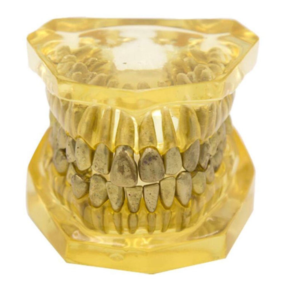 DYTAH Teeth Model - Tooth Extraction Orthodontic Exercise Model - Medical Educational Aid