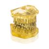 DYTAH Teeth Model - Tooth Extraction Orthodontic Exercise Model - Medical Educational Aid view 2