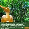 Luisas Raw Certified Organic Creamed EUCALYPTUS HONEY, 960g - Antibacterial, Unpasteurised, Single Origin - The Raw Honey Shop view 3