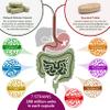 Complete Colon Cleanse & Support | All-in-one Gut Detox & Maintenance | Psyllium, Aloe Vera, Chlorella, Prebiotic + 7 Probiotics | 60 Vegan Capsules (1 Daily) view 4