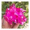JUKUCKV Rare beautiful red flame aura quartz crystal cluster specimen 120-140g Spiritual support view 2