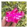 JUKUCKV Rare beautiful red flame aura quartz crystal cluster specimen 120-140g Spiritual support view 3