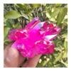 JUKUCKV Rare beautiful red flame aura quartz crystal cluster specimen 120-140g Spiritual support view 4