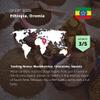 Kaphi Beans Single Origin Medium Roast Oromia Ethiopian Coffee- Freshly Roasted (Cafetiere, 2kg) view 3