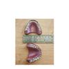 Chocolate False Teeth (Vegan Dark 70%) view 4
