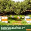 Thomas' Raw Greek ORANGE BLOSSOM HONEY, 490g - Pure, Unpasteurised, Single Origin - The Raw Honey Shop view 3