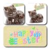 ButtonChocs Easter Chocolate Kitten. Belgian Milk Chocolate Easter Gift. view 2