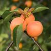 Apricot Jam 3x250g (26.46 Oz) - 70% Apricots - Perfect for snacking and cooking, STAUDS Wien/Austria view 2