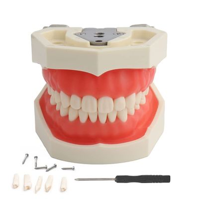 Teeth Model Detachable Dental Tooth Model with 28 Teeth, Dental Typodont Teeth Model for Dental Students, Patient Education, Display