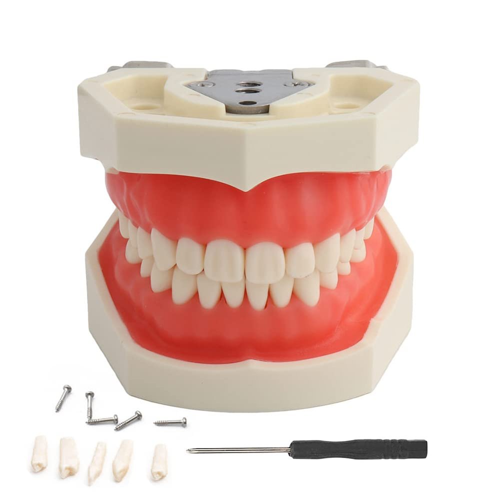 Teeth Model Detachable Dental Tooth Model with 28 Teeth, Dental Typodont Teeth Model for Dental Students, Patient Education, Display