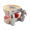 Teeth Model Detachable Dental Tooth Model with 28 Teeth, Dental Typodont Teeth Model for Dental Students, Patient Education, Display view 2