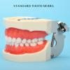 Teeth Model Detachable Dental Tooth Model with 28 Teeth, Dental Typodont Teeth Model for Dental Students, Patient Education, Display view 4