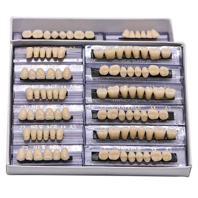 28Teeth Dental Synthetic Resin Tooth Denture Dentistry for Halloween Horror Teeth,Dental Education,Dental Teeth Teaching Model (23A3(6SET))