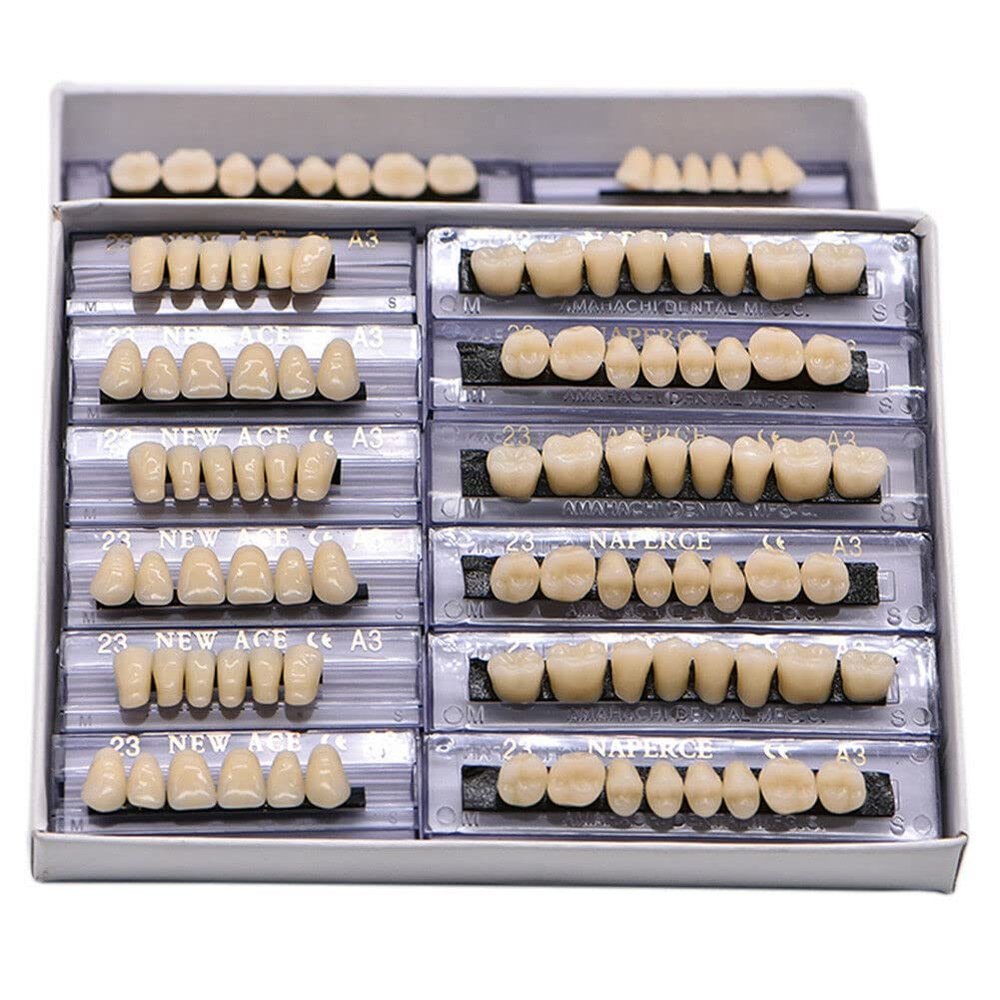 28Teeth Dental Synthetic Resin Tooth Denture Dentistry for Halloween Horror Teeth,Dental Education,Dental Teeth Teaching Model (23A3(6SET))