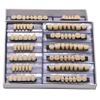 28Teeth Dental Synthetic Resin Tooth Denture Dentistry for Halloween Horror Teeth,Dental Education,Dental Teeth Teaching Model (23A3(6SET)) view 1