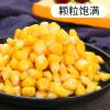Canned Whole Kernel Sweet Corn,Fresh Salad Vegetable,15oz/425g/can,Fresh Cut Golden Kernel Corn,No GMO,Vegan,Healthy Nutritious100% sweet Variety Corn,Natural Flavor,ready-to-eat Chinese snack (2can) view 3