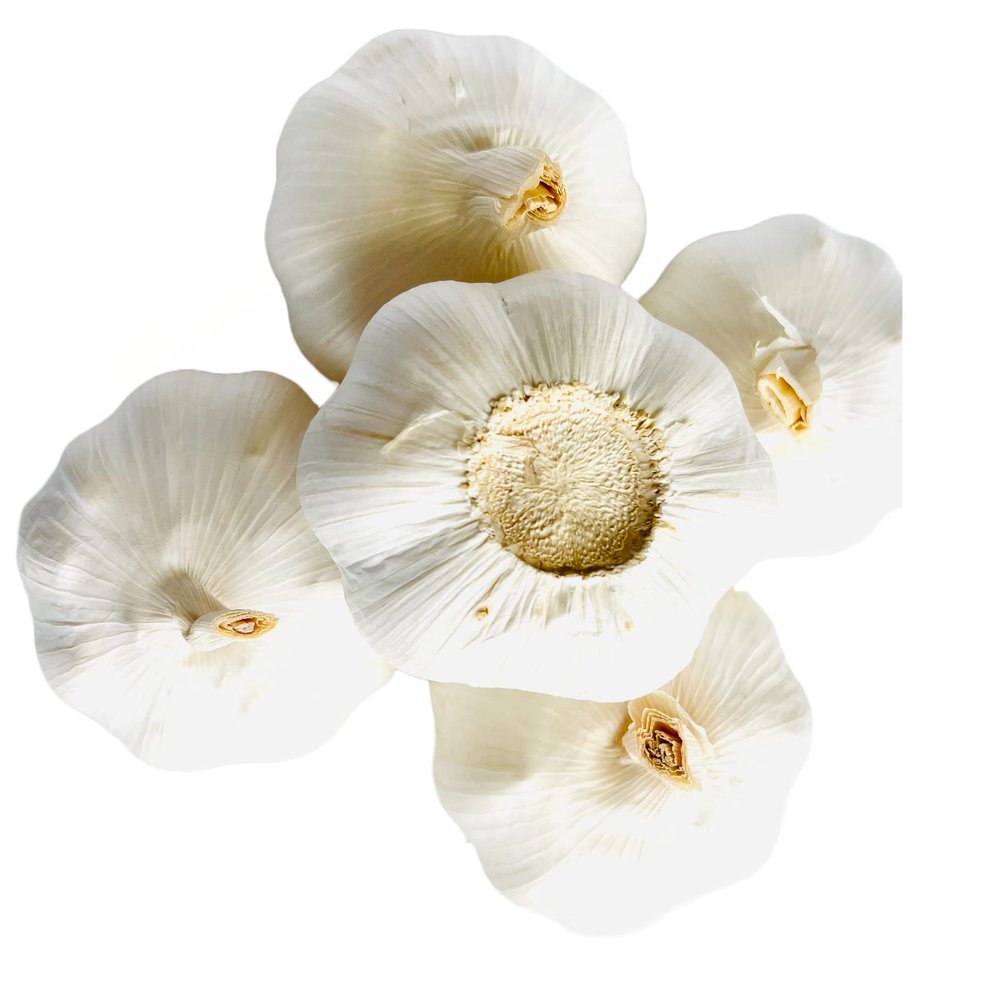Fresh Himalayas Natural Garlic Large Bulb Fresh White Garlic Large 5 Bulb for Spices & Health Benefits Planting & Growing Your OWN - Product of USA