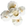 Fresh Himalayas Natural Garlic Large Bulb Fresh White Garlic Large 5 Bulb for Spices & Health Benefits Planting & Growing Your OWN - Product of USA view 1