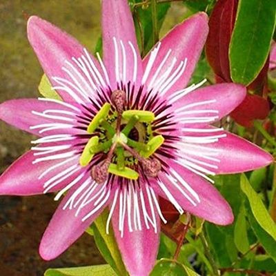 20 pezzi di semi di Fiori di Echinacea Arancione chiaro