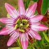 20 pezzi di semi di Fiori di Echinacea Arancione chiaro view 1