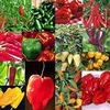 15 Pks Peperoncino Semi Collection Habanero Jalapeno di Trasporto Della Nuova 2018 S view 1