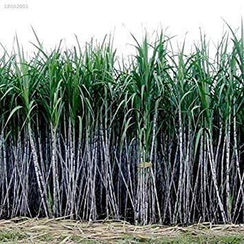 B4086Ce 1000Pcs / Conf Canna da Zucchero Semi Juice zuccherifici Maker co Giardino piantato