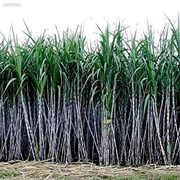 B4086Ce 1000Pcs / Conf Canna da Zucchero Semi Juice zuccherifici Maker co Giardino piantato