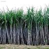 B4086Ce 1000Pcs / Conf Canna da Zucchero Semi Juice zuccherifici Maker co Giardino piantato view 1